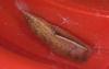 Cyclophora sp.